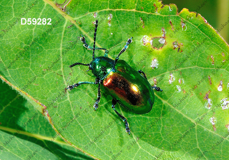 Dogbane Leaf Beetle (Chrysochus auratus)